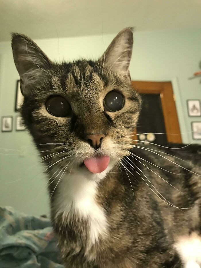 "Ambrose, My Old Blind Kitty, Is Getting Radioactive Iodine Treatment Today. Wish Him Luck!"