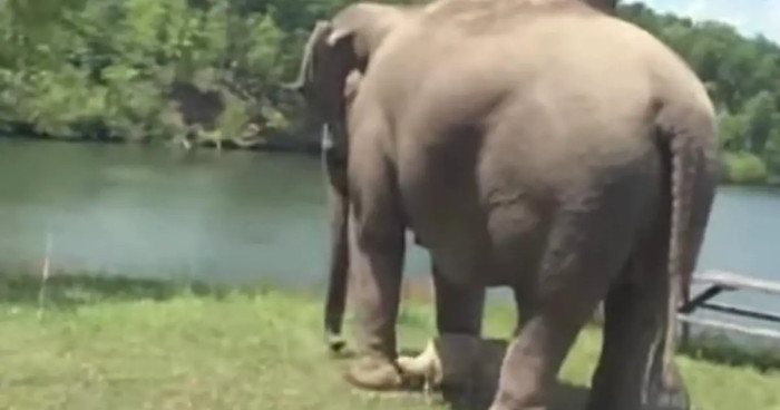 Bella, the dog, and Tarra, the elephant, showed us that friendship knows no limits