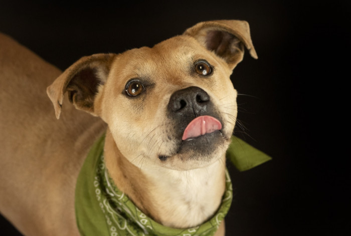 Who Wouldn't Want Them?