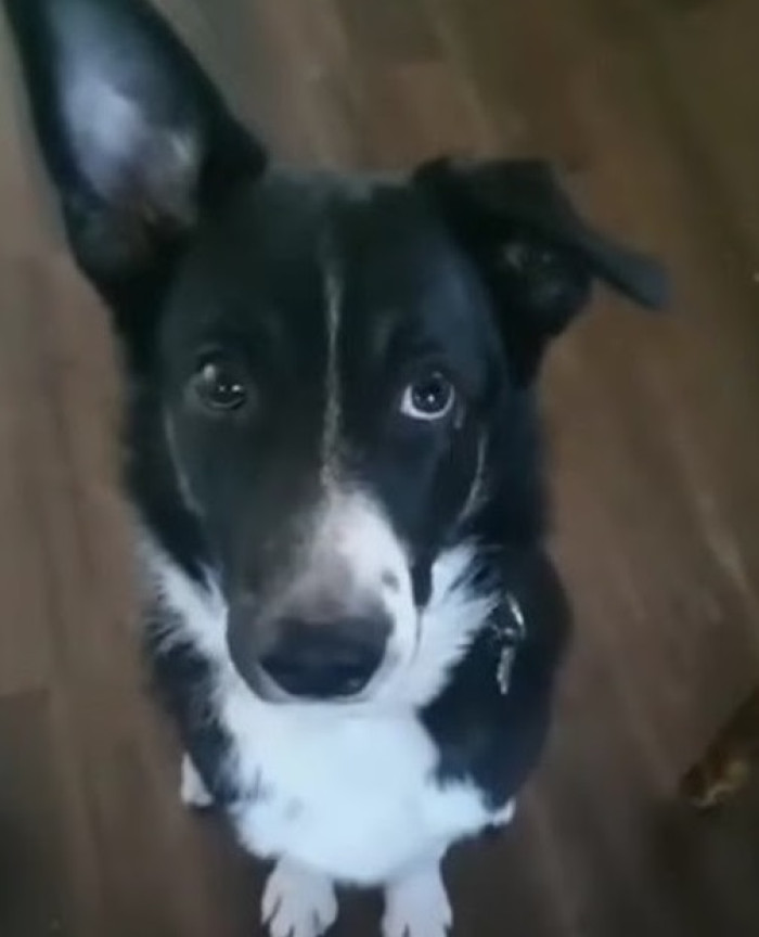 Adam is now a happy puppy with his entire life ahead of him, and the shelter is so happy that they got to meet him