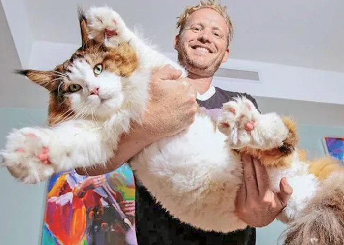 The massive feline, also known as Catstradamus, lives with his owner Jonathan Zurbel in Williamsburg, Brooklyn