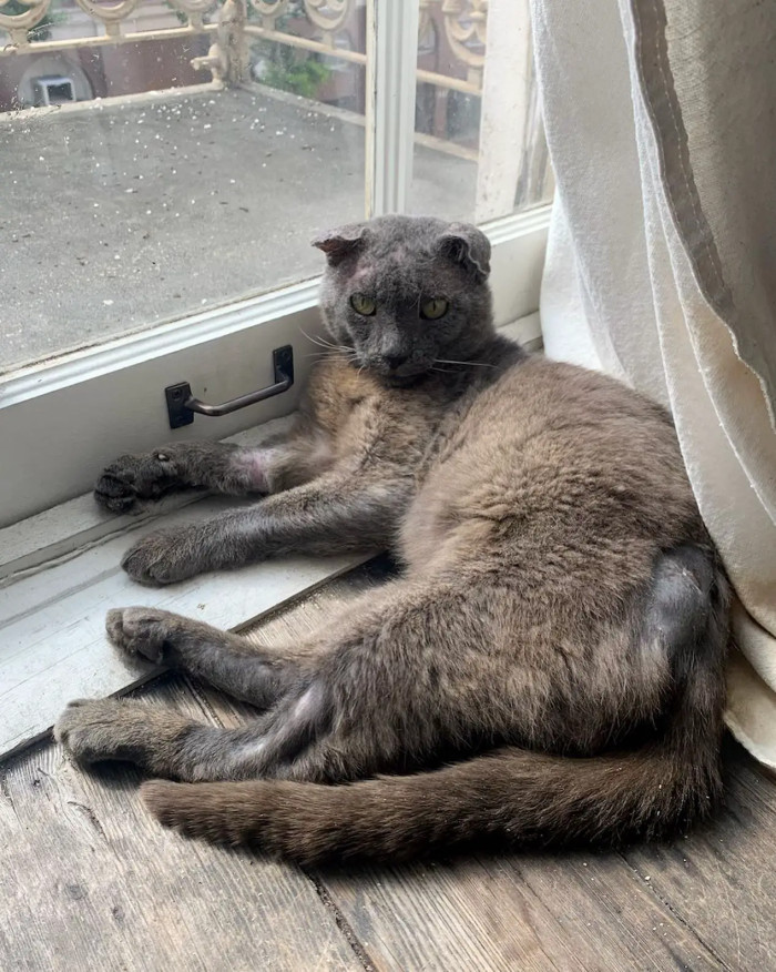 Buddy has settled into his new home