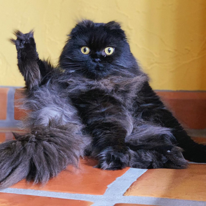 “I like to start all my days with a little cat yoga.”