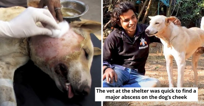 Rescued Dog, Who Was Laughed At For Looking Like A Pig Gets Medical Attention And Is Now Happy