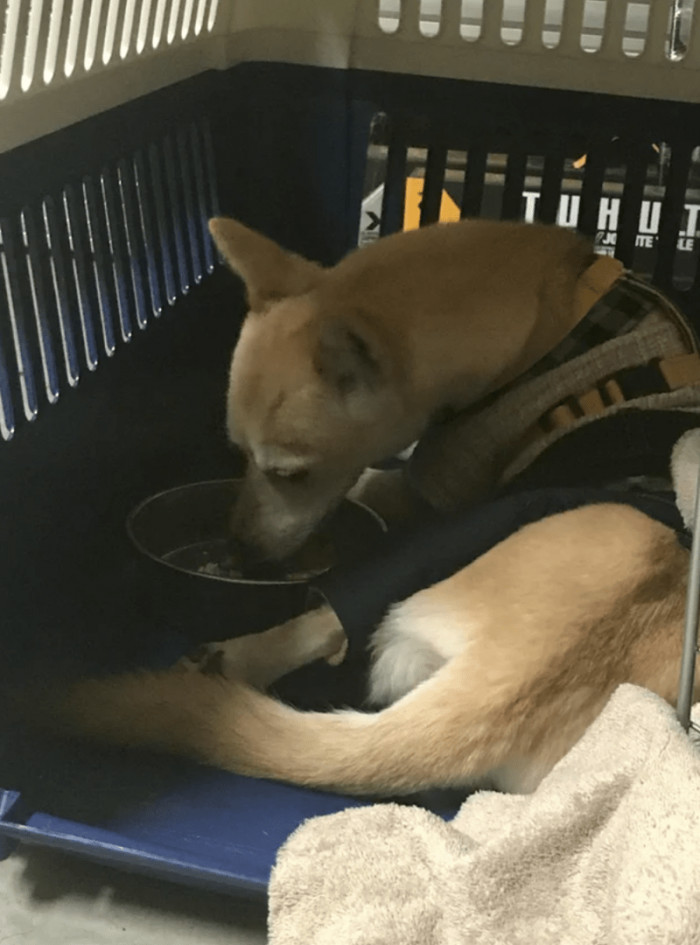 7. "Korra, from nervous wreck to adventure dog."