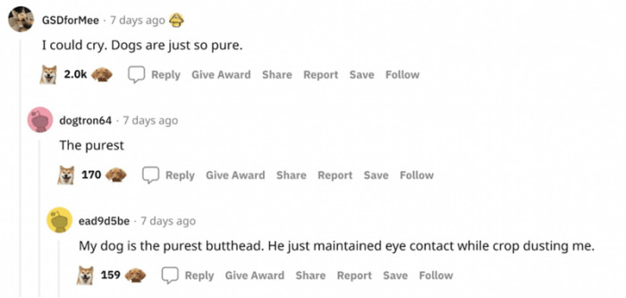 Dogs are just so pure