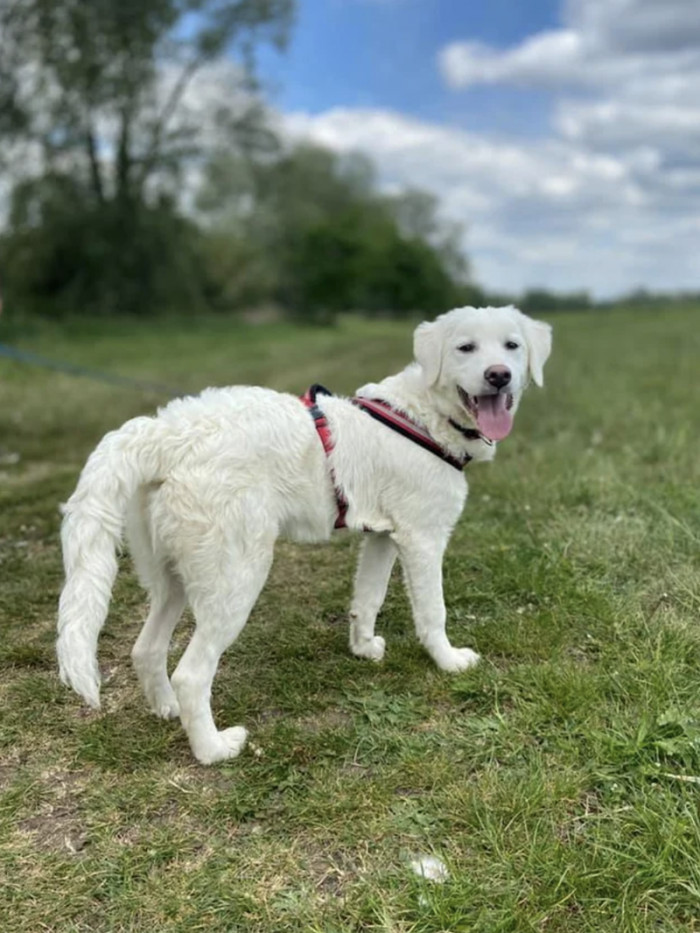 She's one happy doggo