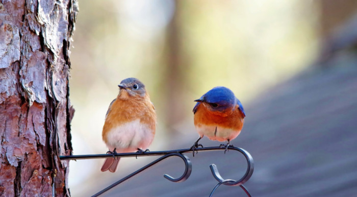 12. Eastern bluebird