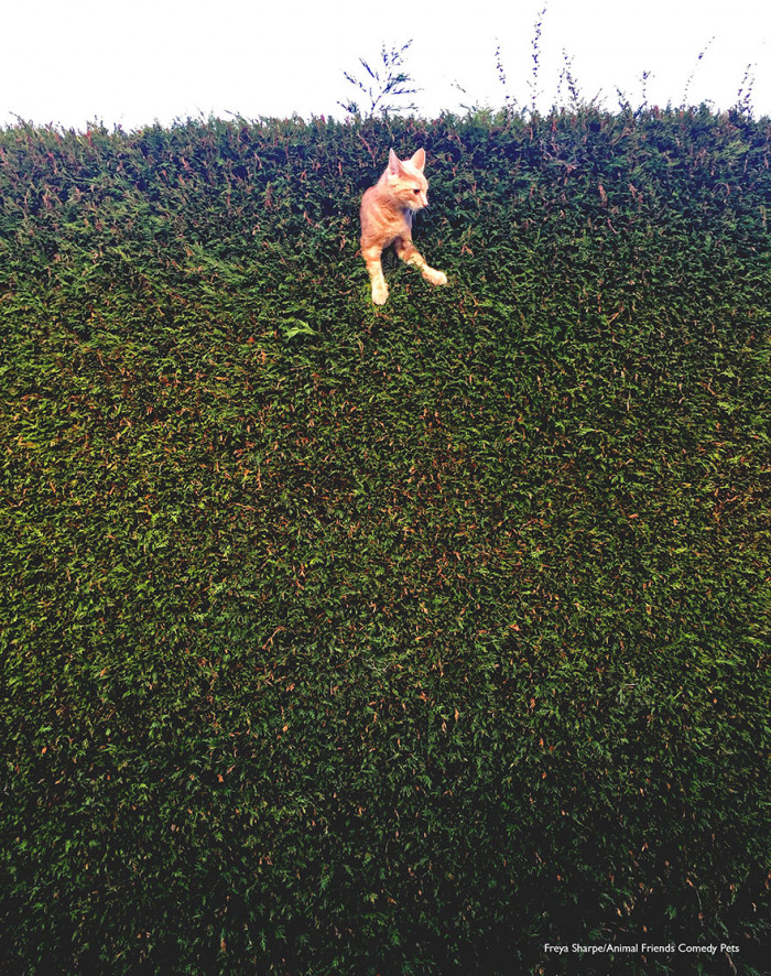 12. "Jack the Cat Stuck in the Hedge" by Freya Sharpe