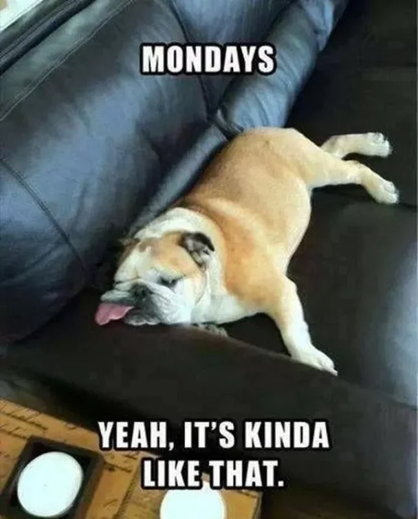 Canine perfectly embodies our Monday mood.