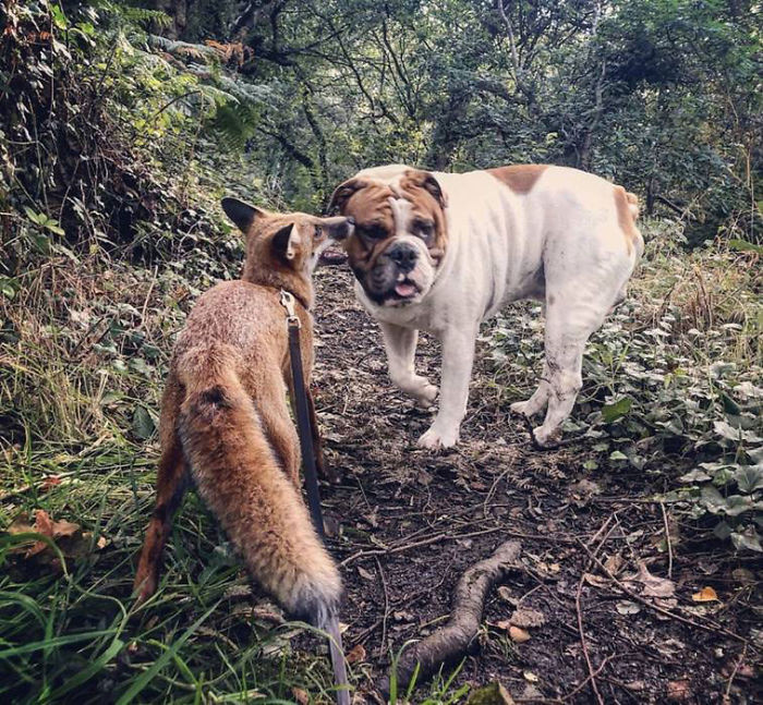 Ernie and Marley do everything together