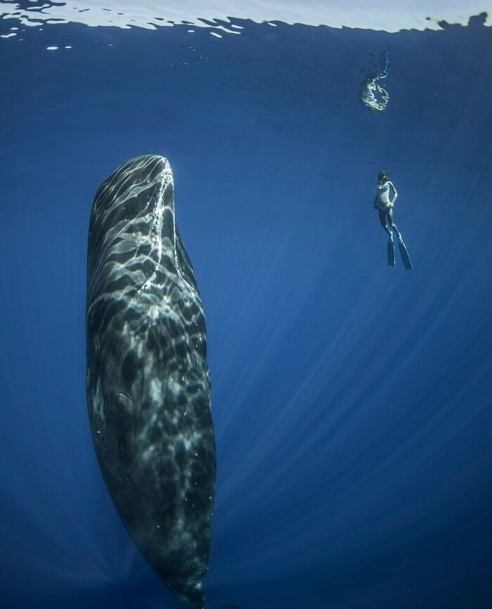 “Contact” By Korostelev Mike