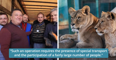 Ukrainian Zookeepers Forced to Consider Euthanasia for Large Predators While Under Invasion from Russia