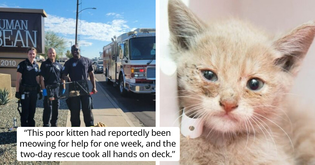 Firefighters Rescue Kitten Stuck in Drain for a Week