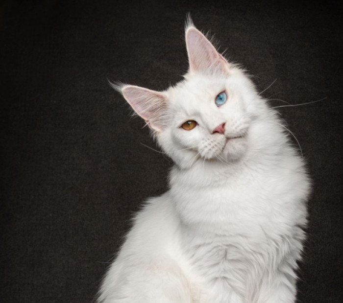 Are white Maine Coons recognized by cat registries?