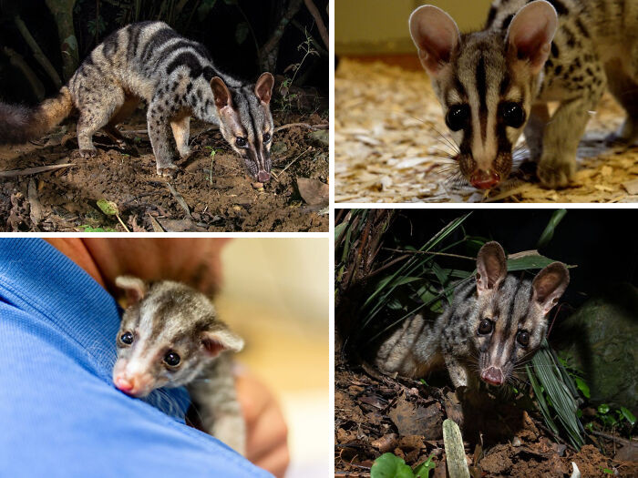 Owston’s civet is a secretive, rarely seen mammal that lives in the dense forests of the Annamite Mountains, a rugged region that stretches along the border between Vietnam and Laos.
