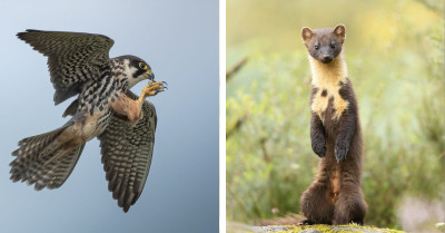 The 2026 British Wildlife Photography Awards