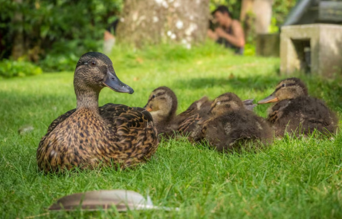 Sheep and goats with geese and turkeys in a rural paddock.
