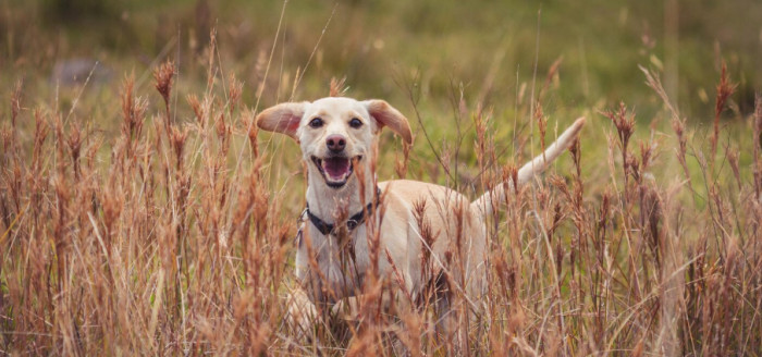 Rodeo Dog Names