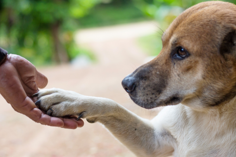 The police is legally responsible for shooting the support dog.