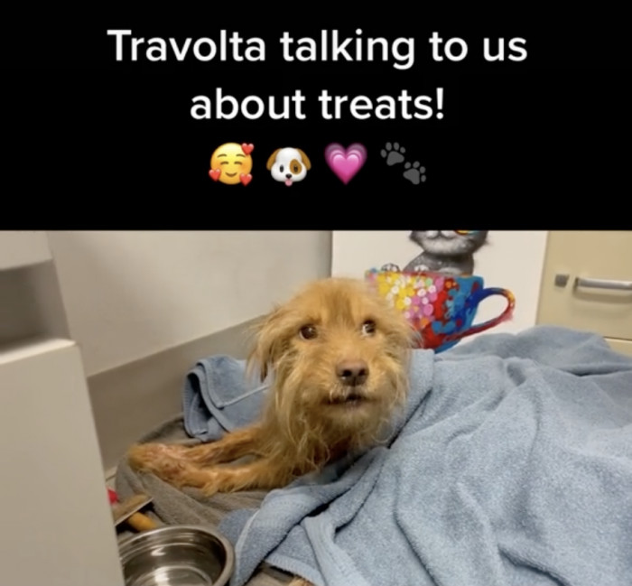 He wasn't shy about asking for treats!