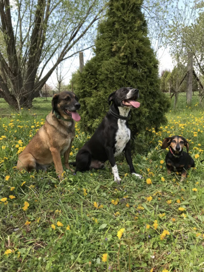Rudi and Walter before and after adoption, happy and thriving dogs.