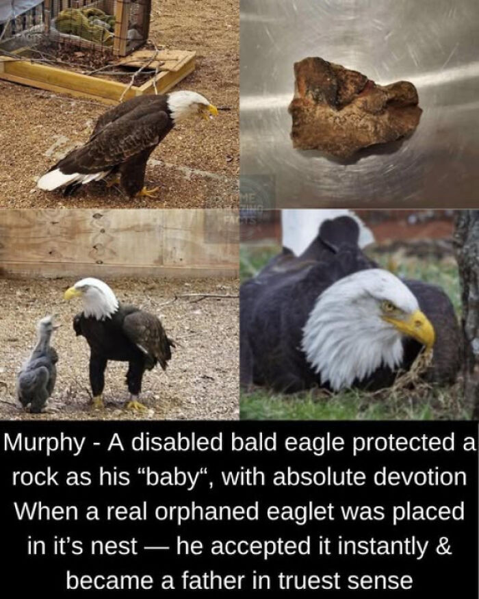 7. Murphy, the flightless bald eagle, cared for a rock until an orphaned eaglet arrived…then became a devoted parent