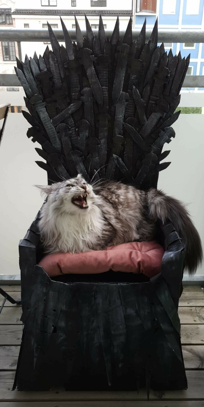 1. Made An Iron Throne For My Maine Coon. He Slipped Right Into The Role!
