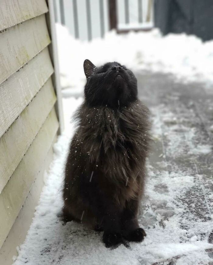 20. Rip Martin Lucifer Kitty, Prince Of Darkness, His Dark Majestic Majesty. You Are Missed And Loved, But Never Forgotten