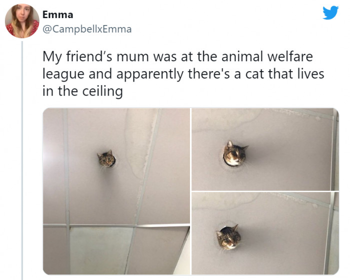 5. A denizen of the ceiling