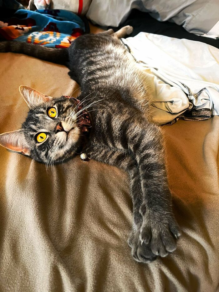 12. "The Beautiful Kitty I Found In A Trash Can. Whoever Abandoned Her Lost Out On The Sweetest And Smartest Cat I’ve Ever Met. She Knows How To Do Tricks And Helps Me Through PTSD Flashbacks"