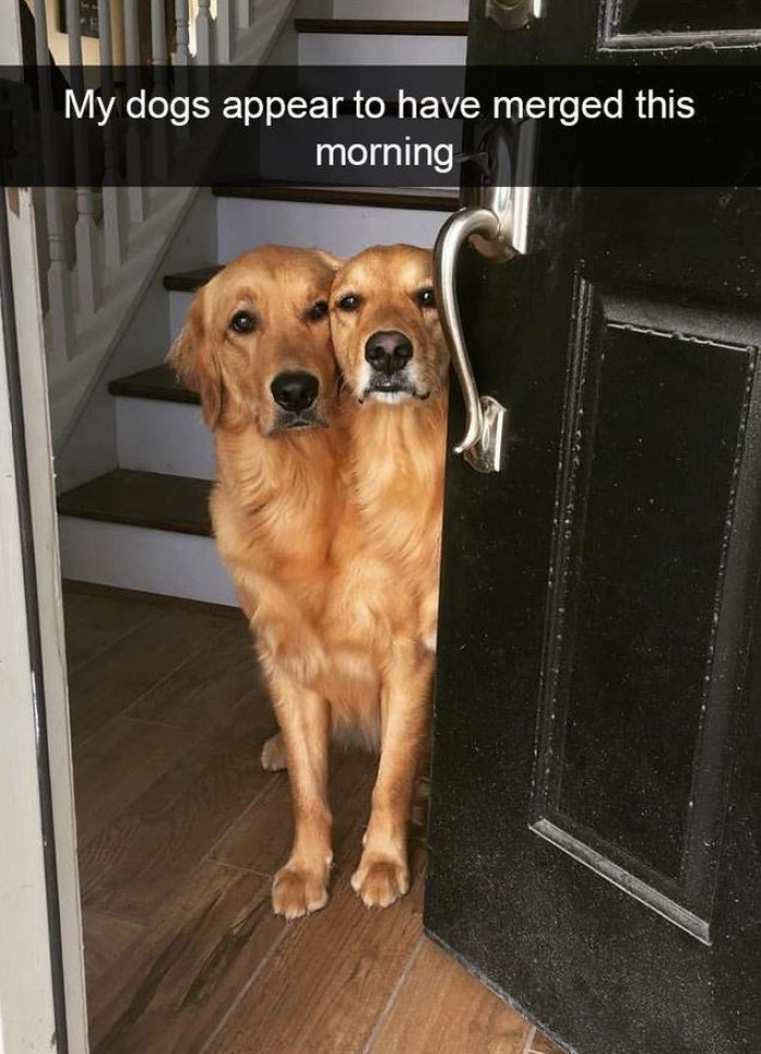2. Dog twins