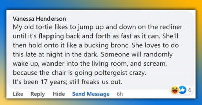 14 Dumb Cat Moments That Will Make You Laugh Out Loud