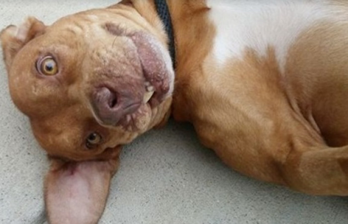 Through their page, they managed to raise the funds needed for Bjarni's surgery