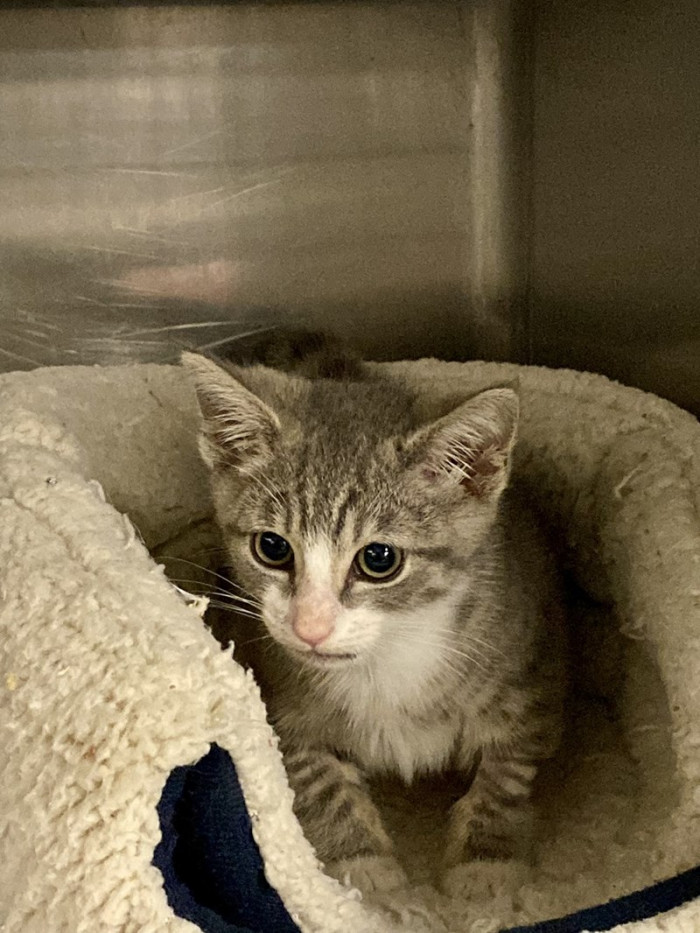 A tiny grey tabby cat was found as a stray in Richmond, Virginia