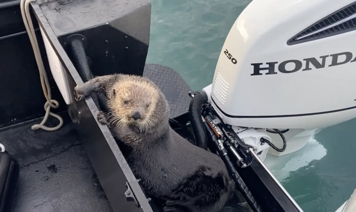 The quick thinking otter jumped on the passing boat just in time as John watched on in awe. And, luckily for us, John got it all on film!