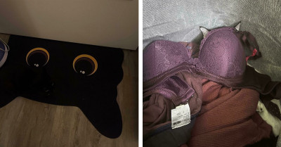 The Invisible Cat Phenomenon - Try To Find Them