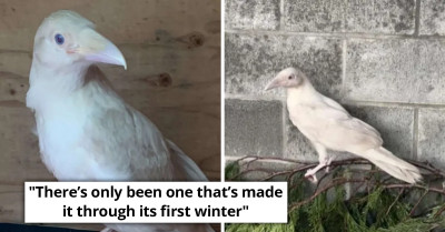 An Injured "Sacred White Raven" Owes His Life to a Kind Samaritan Who Found and Rescued It