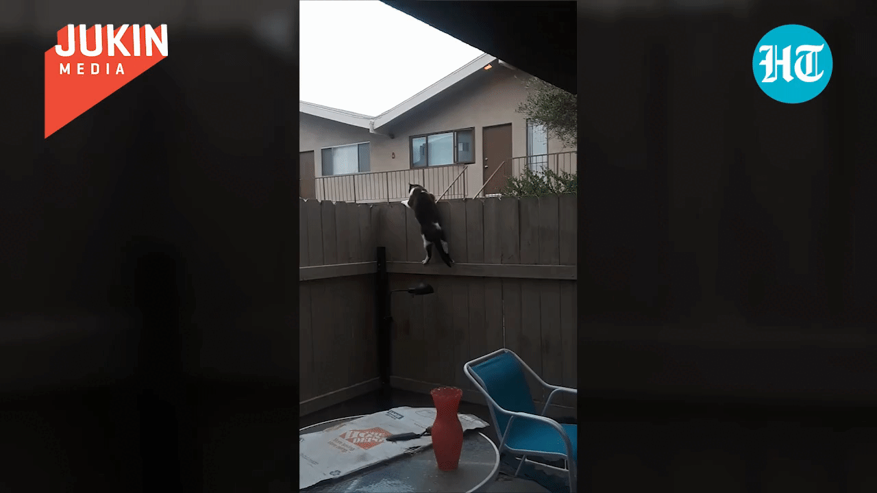 The sharp feline quickly devised a solution!