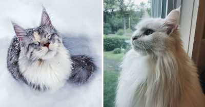 50 Amazing Maine Coon Cat Photos That You Just Have To Feast Your Eyes On