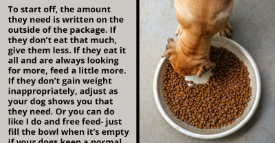 Online Community Discuss How Dog Owners Can Find The Right Amount Of Food For Their Beloved Fur Babies