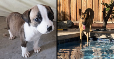 22 Before And After Photos Of Dogs Who Found Their Forever Homes