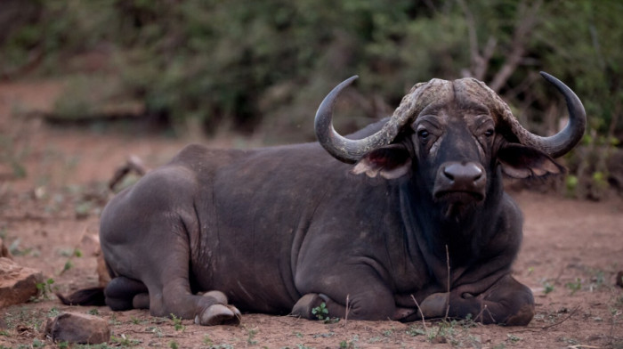 Cow and buffalo side by side, showing size and appearance differences.