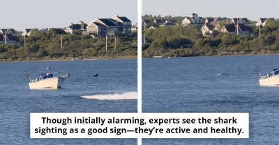 Massive 20-Foot Shark Seen In Rhode Island Pond