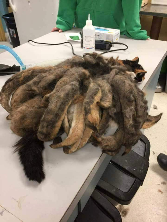 A cat in Pittsburgh, Pennsylvania, has been rescued with a sadly neglected coat of fur that was severely matted, resembling 'dreadlocks.'