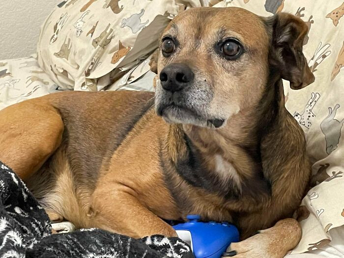 1. "My husband and I adopt old dogs and make their golden years great. This is my latest buddy Almond, and he’s an old man (11)."