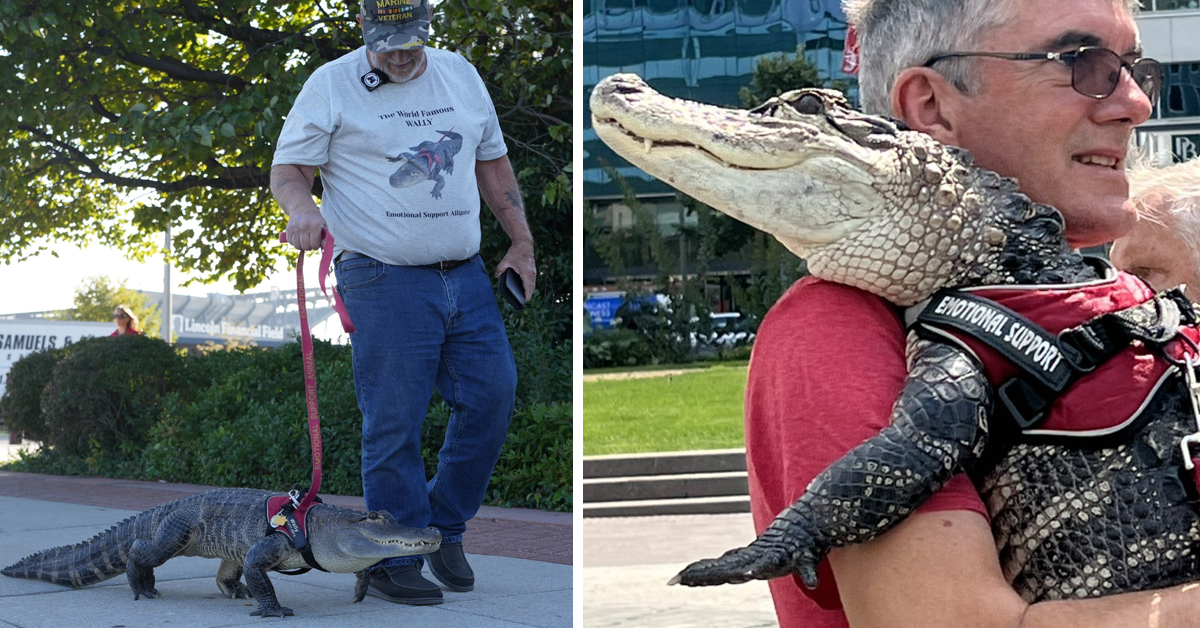 Wally, The Emotional Support Alligator, Takes A Trip To The Phillies And Goes Viral