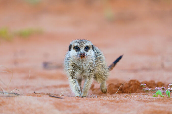 Close-up meerkat alerting at burrow entrance, family members nearby in daylight