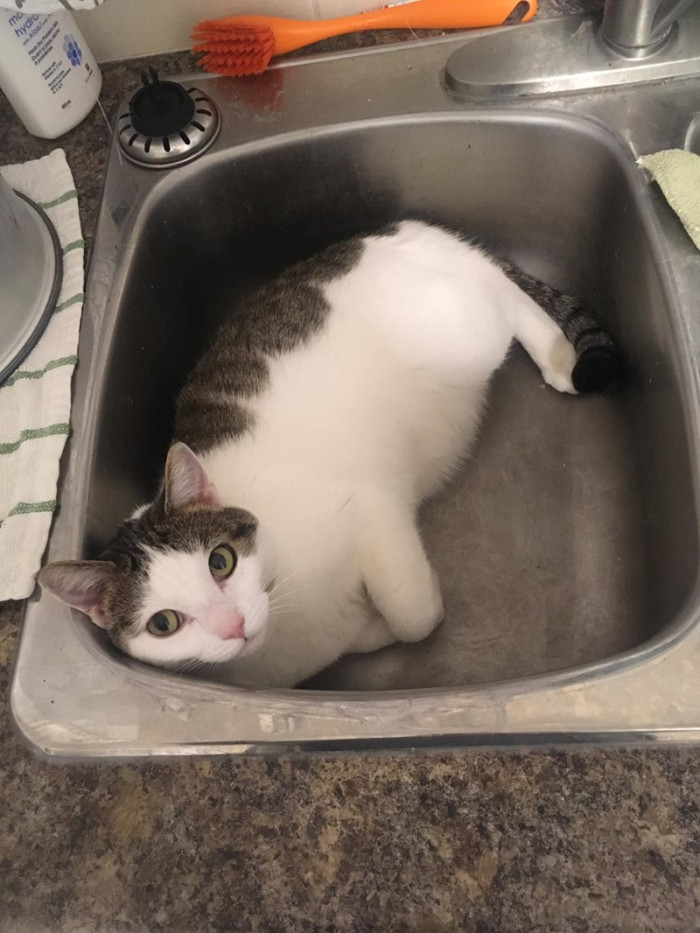 1. I'm just gonna stay here and have a good nap, okay hooman...