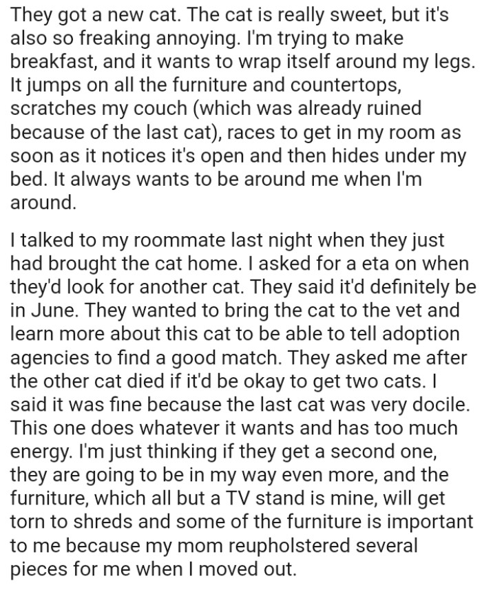 They wanted to take the cat to the vet and learn more about it to inform adoption agencies